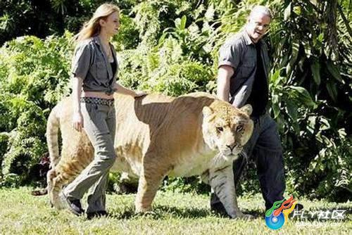 世界上体型最大的豹
