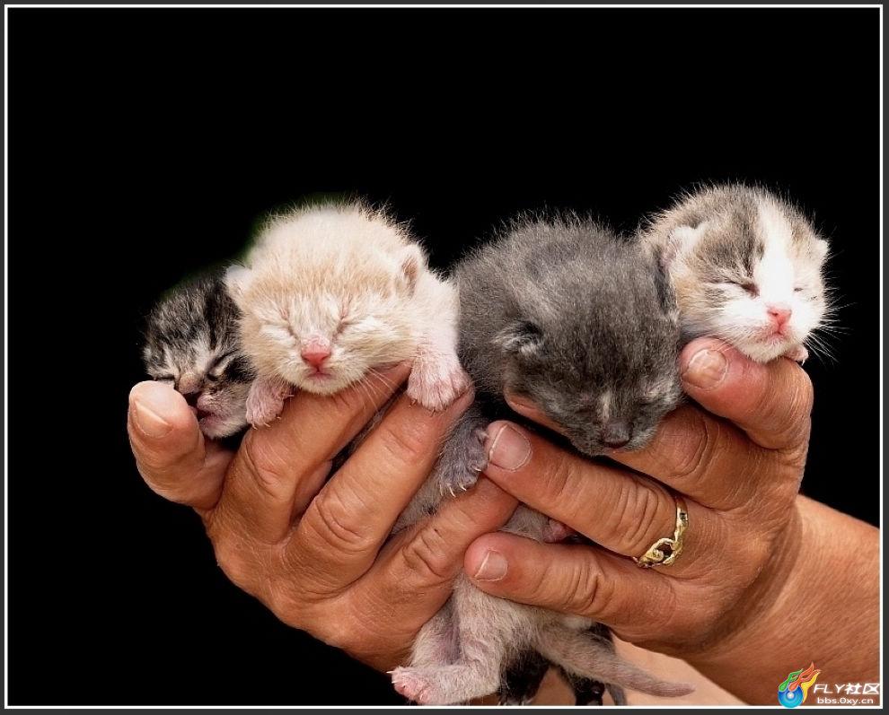 怎么看小猫有没有拉稀 20_15544_635e39808672882.jpg?99