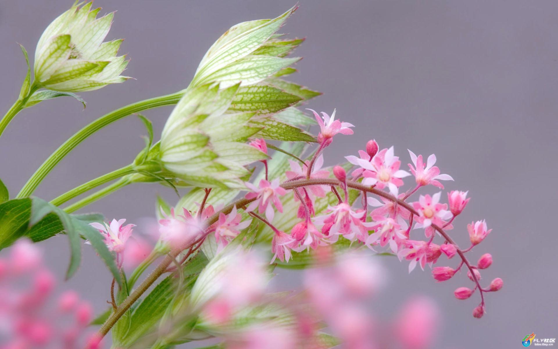 一朵花一个芒果一个蝴蝶猜成语_一只蝴蝶和一朵花图片(3)