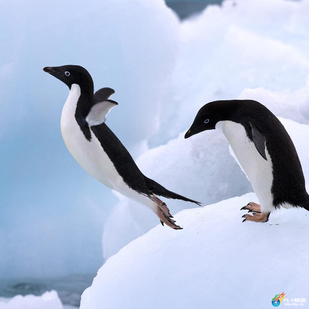 成年帝企鹅和它的宝宝们，雪山岛，南极洲 (© Mike Hill/Getty Images)