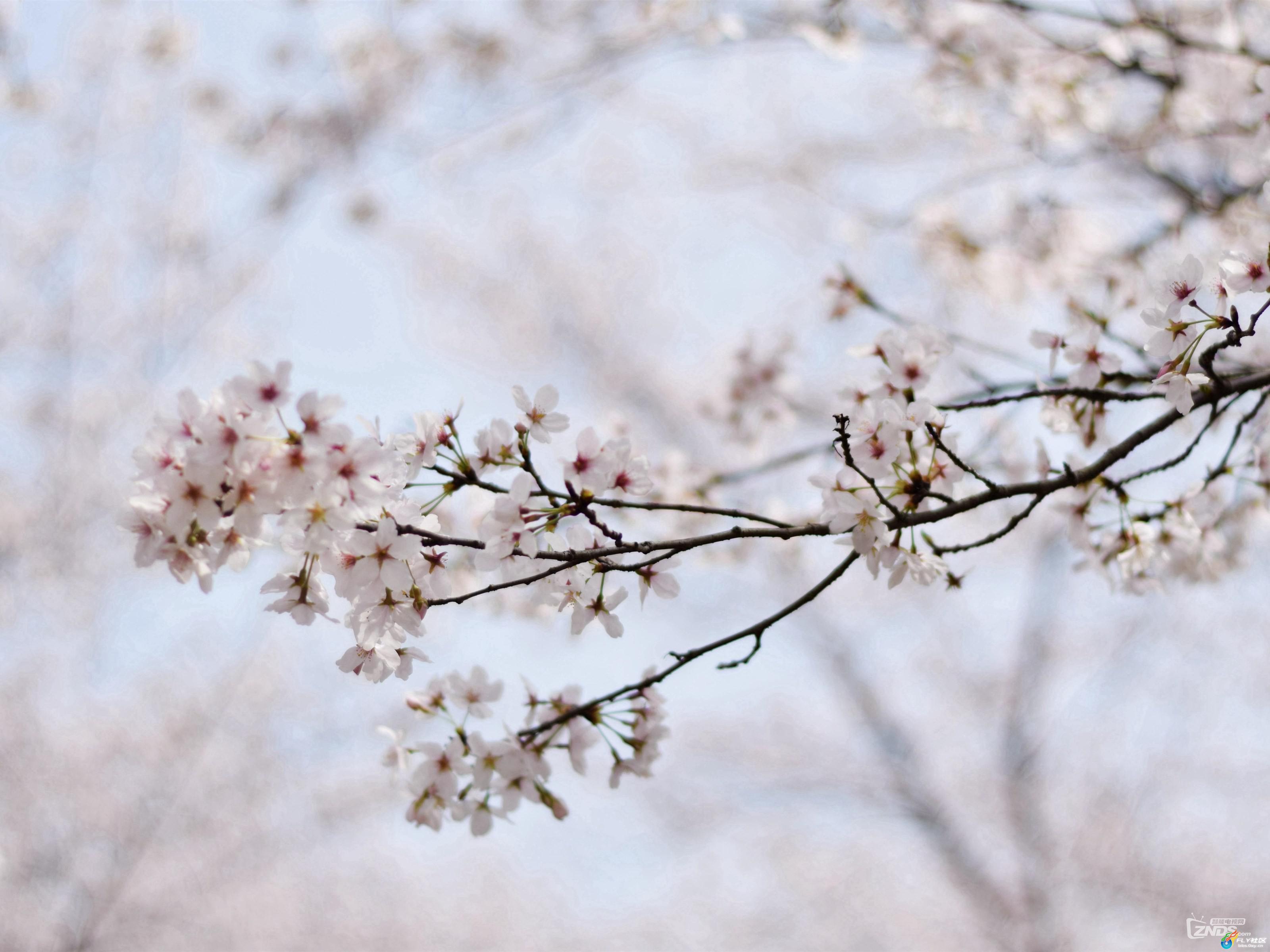 壁纸1600×1200日本樱花图片 Japanese Sakura Cherry Blossom Photos壁纸,三月樱花节-樱花壁纸壁纸 ...